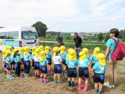 daikon radish planting