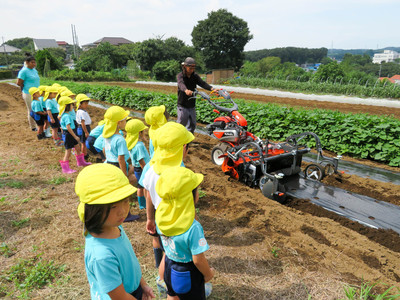 daikon radish planting