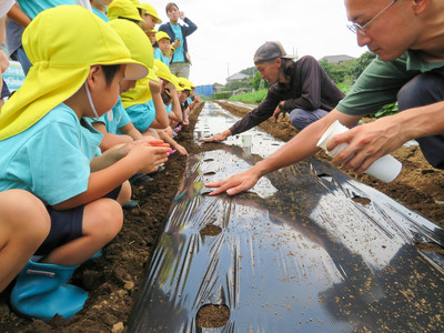 daikon radish planting