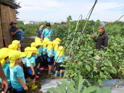 daikon radish planting